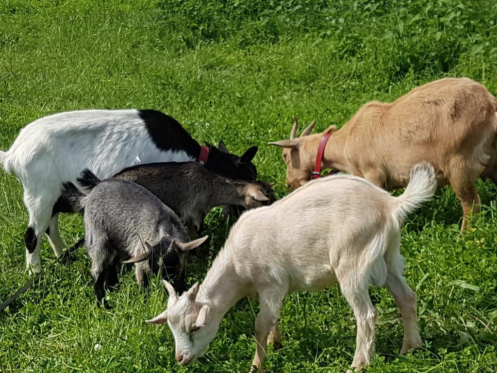 La Maison du Bonheur Anlhiac Eksteriør billede